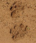 Footprints from a male lion