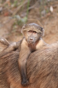Baby baboon catching a ride on mom's back