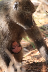 Dobby, the bald baby baboon