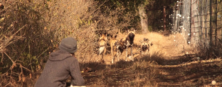 Sitting with wild dog pack
