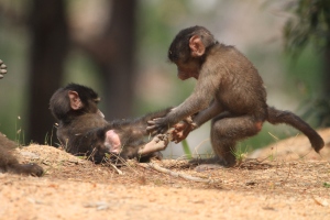 monkeys at play