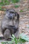 baboon in thought