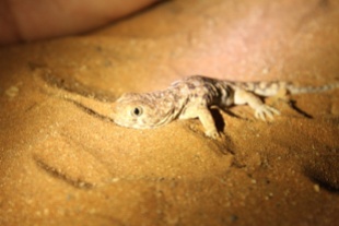 barking gecko, Namibia