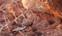 horned adder, Namibia