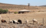 South African sheep near border of Namibia