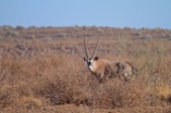 Lone oryx checking us out