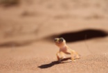 Web-footed gecko posing, Sossusvlei, Namibia