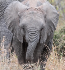 Curious baby elephant