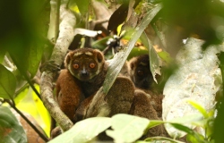 eastern woolly lemurs checking out the photographer